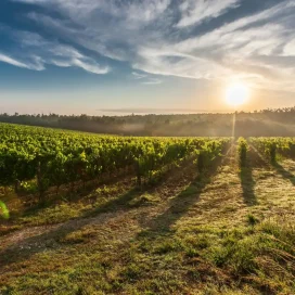 27th MAY Meet with the producer MasterClass Burgundy 6.45pm to 8pm